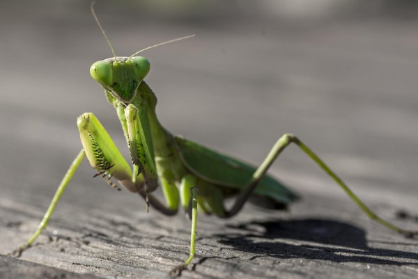 Земляной богомол (Geomantis Larvoides)