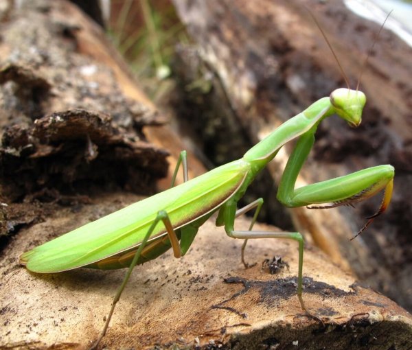 Земляной богомол (Geomantis Larvoides)
