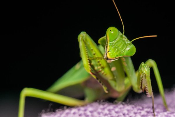 Богомол Mantis