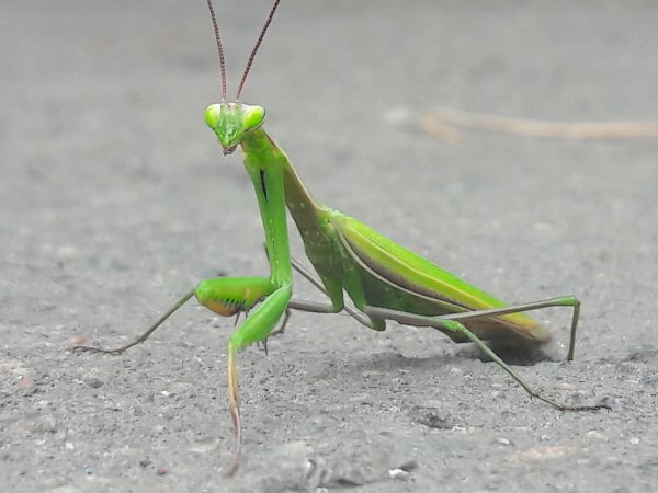 Земляной богомол (Geomantis Larvoides)