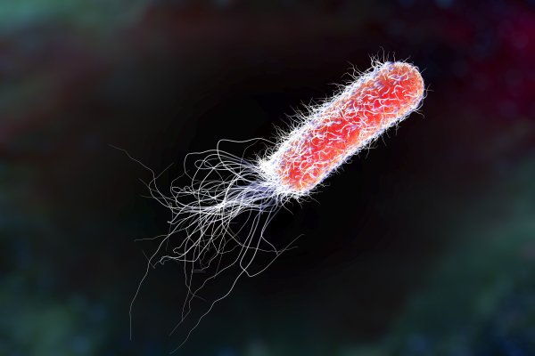 Бактерия Escherichia coli