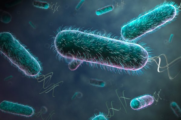 Кишечная палочка Escherichia coli