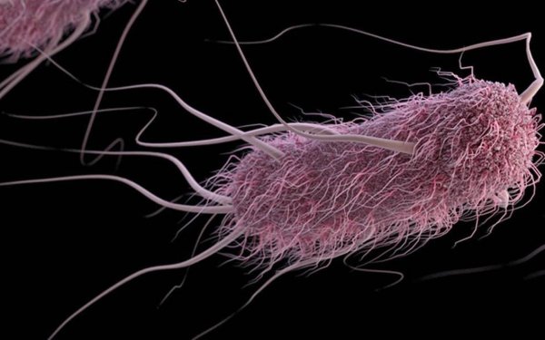 Бактерия Escherichia coli