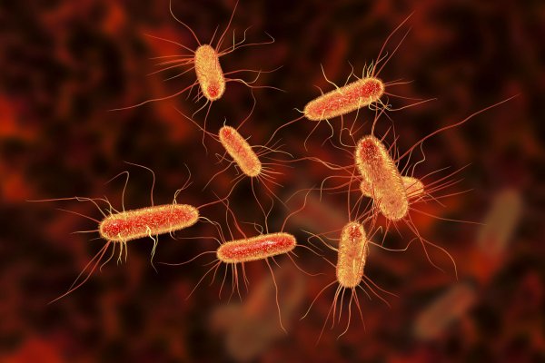 Кишечная палочка Escherichia coli