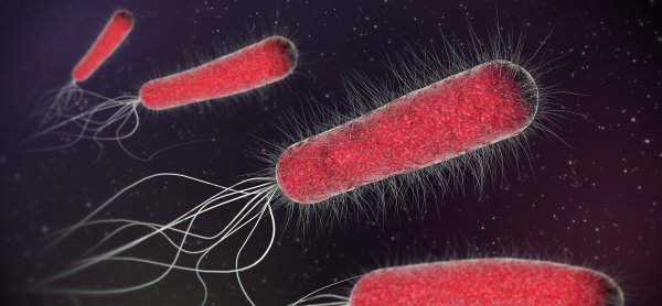 Кишечная палочка Escherichia coli