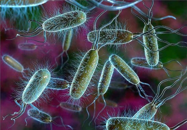 Кишечная палочка Escherichia coli