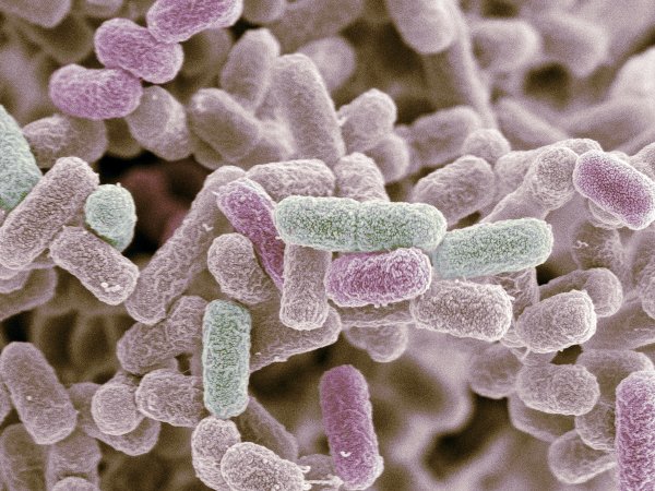 Escherichia coli жгутики