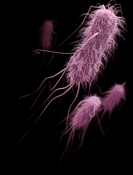 Кишечная палочка Escherichia coli
