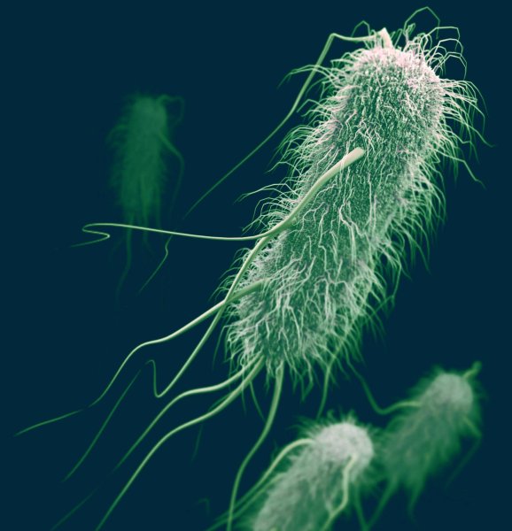 Escherichia coli микробиология морфология