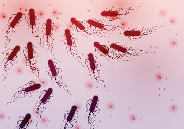 Бактерия Escherichia coli