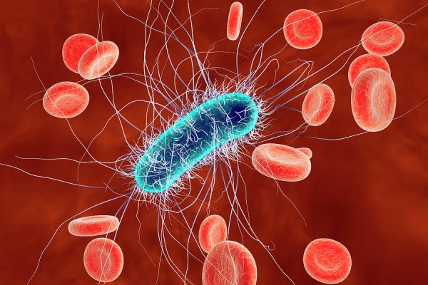 Кишечная палочка Escherichia coli