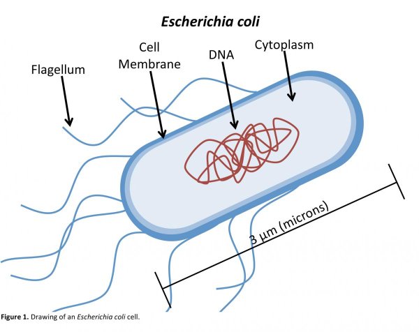 Бактерия Escherichia coli