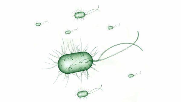 Кишечная палочка Escherichia coli