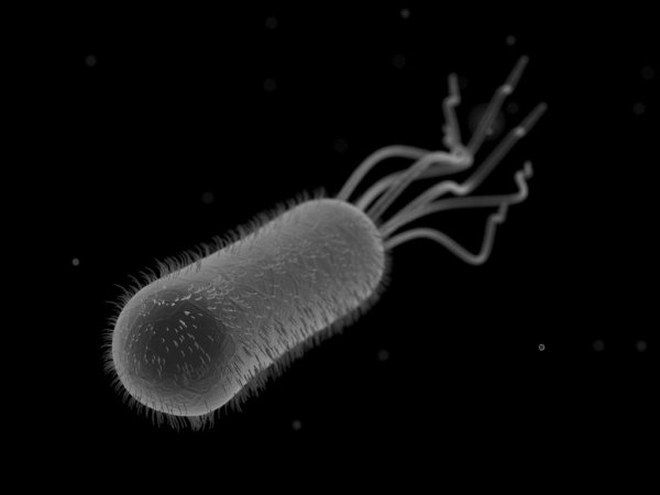 Кишечная палочка Escherichia coli
