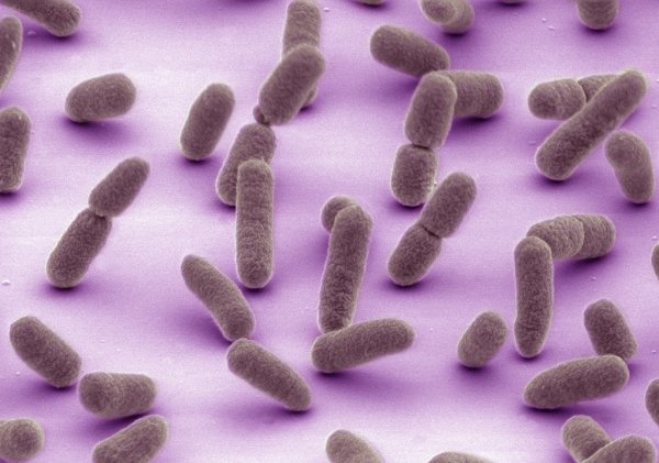 Escherichia coli жгутики