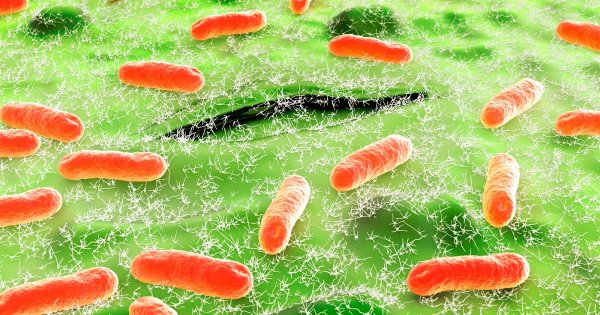 Бактерия Escherichia coli