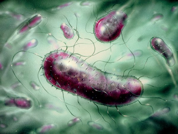 Бактерия кишечной палочки Escherichia coli