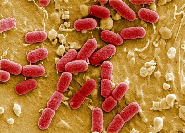 Кишечная палочка Escherichia coli
