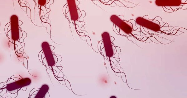 Кишечная палочка Escherichia coli