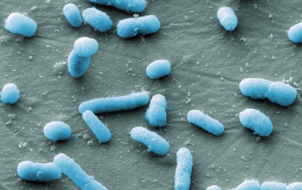 Бактерия Escherichia coli