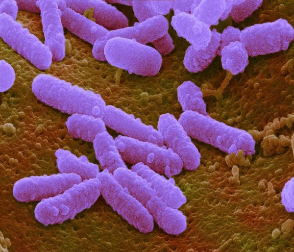 Escherichia coli под микроскопом