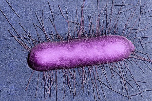 Бактерия Escherichia coli