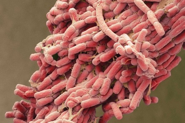 Кишечная палочка Escherichia coli
