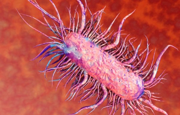 Инфекции, вызываемые Escherichia coli