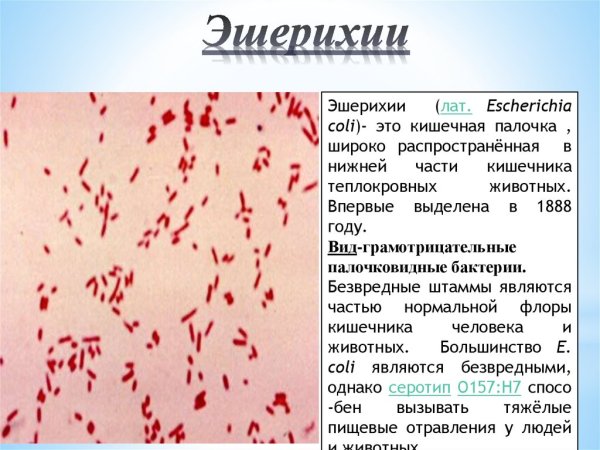 Эшерихия коли пути передачи