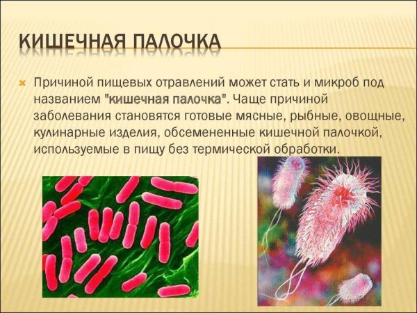 Эшерихия кишечная палочка