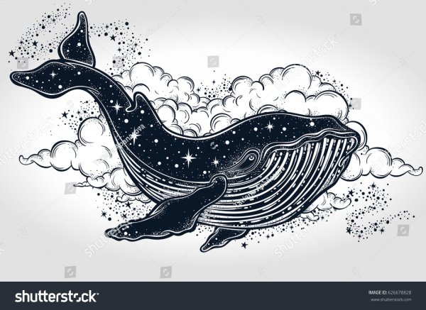 Кинди кит картинки (49 фото)