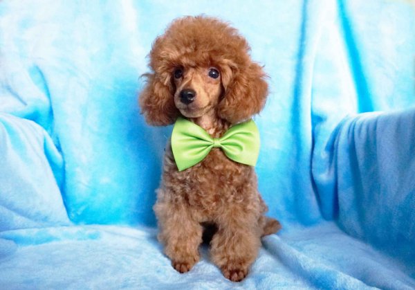 Карликовый пудель