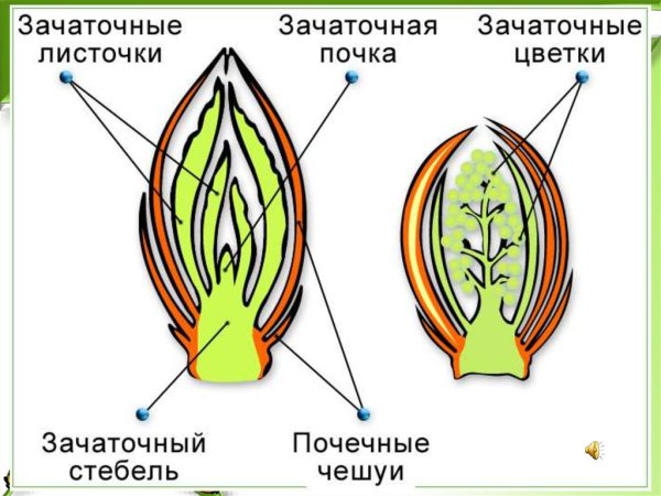 Внутреннее строение генеративной почки растения