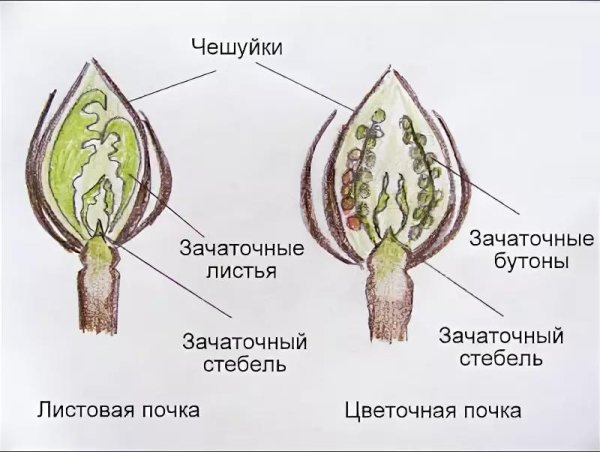 Почка это зачаточный побег