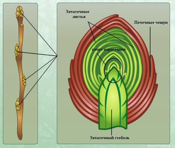 Строение вегетативной почки дуба