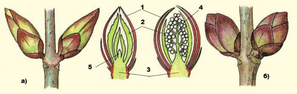 Строение вегетативной почки сирени