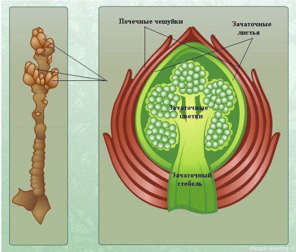 Строение генеративной почки растения