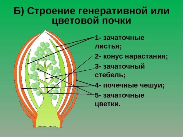 Строение генеративной почки