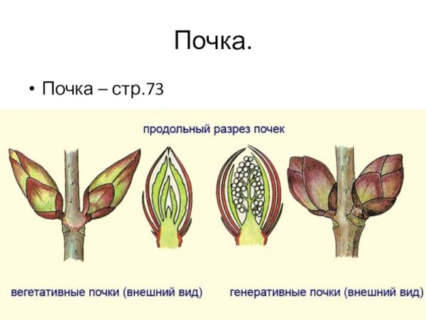 Побег цветка развивается из генеративной почки