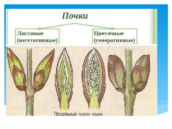 Вегетативные и генеративные почки 6 класс биология