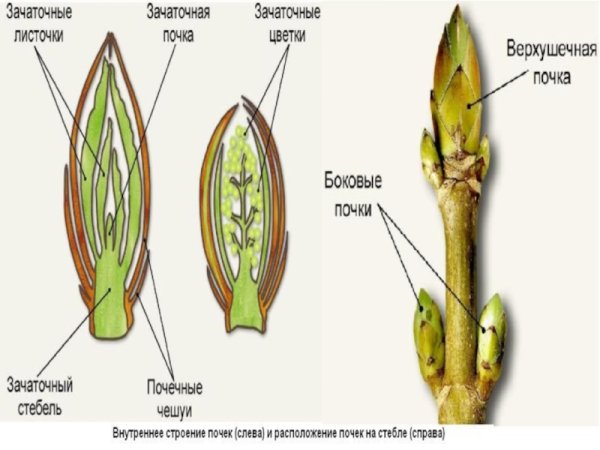Внутреннее и внешнее строение почки тополя