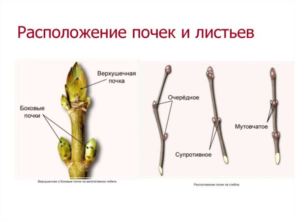 Почки расположение вид сбоку