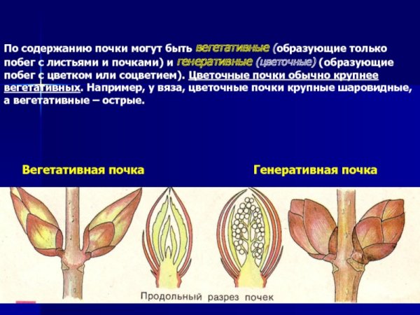 Строение вегетативной и генеративной почки