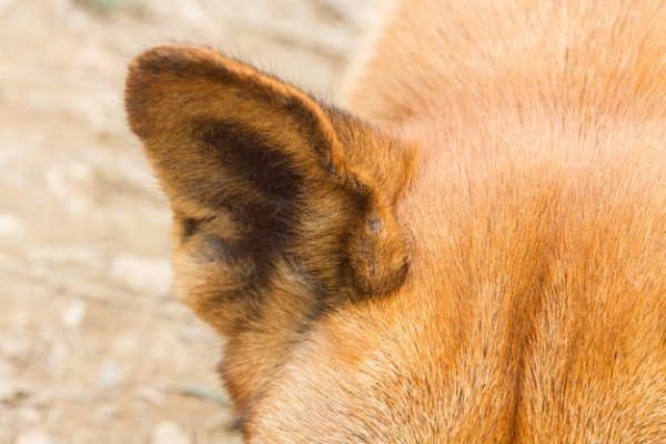 Картинки уши собаки (47 фото)