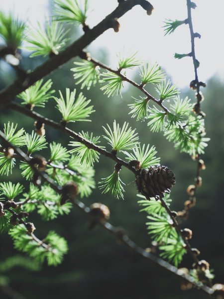 Лиственница Мунштейн