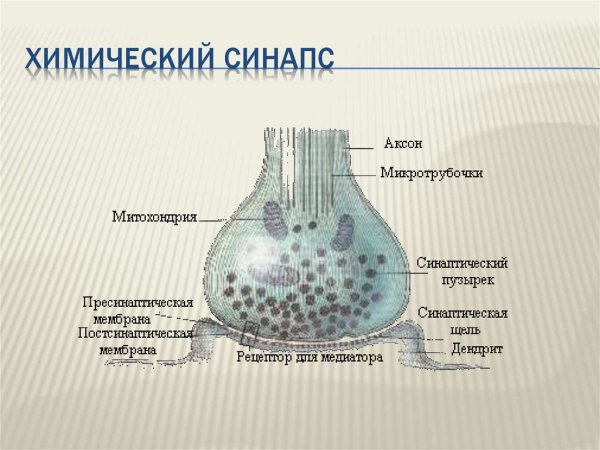 Синапсы строение химического синапса
