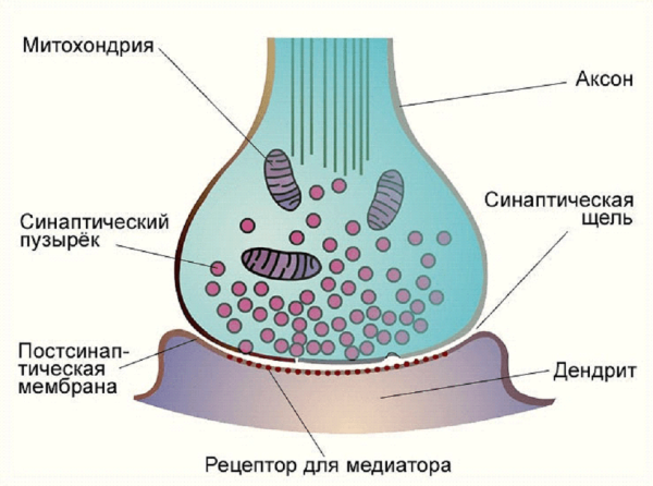 Структура химического синапса рисунок