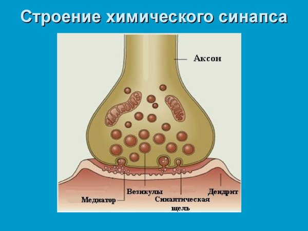 Структура синапса анатомия