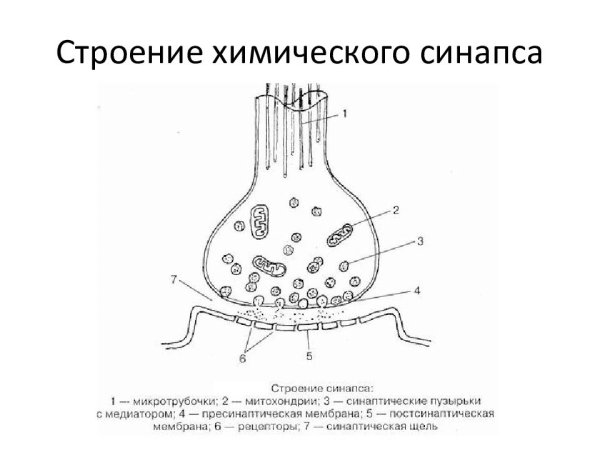 Структура химического синапса рисунок