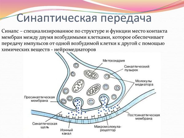 Структура химического синапса